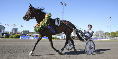 Championhingstar visar vägen?