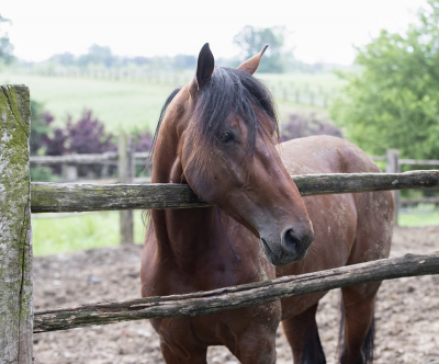 Vitruvio starkt italienskt kort