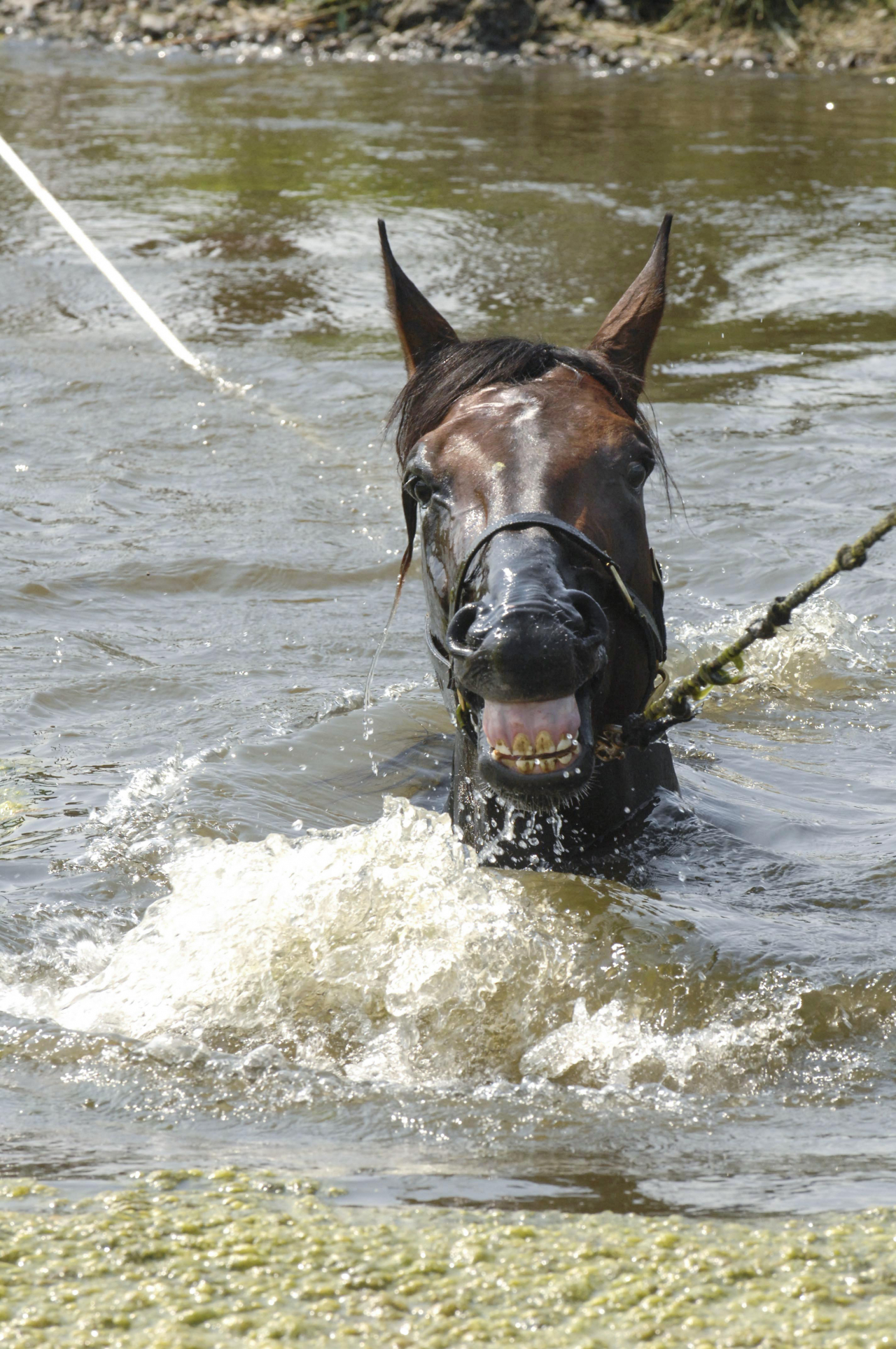 Deweycheatumnhowe. Foto: Stefan Melander/Stalltz.se