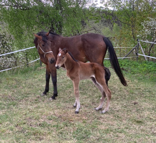 Elin Topline fick Scarlet-dotter