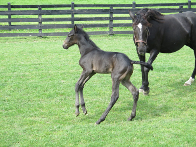 Father Patrick-sto i söder