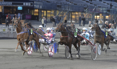 Bäst igår! – hingstar på hugget