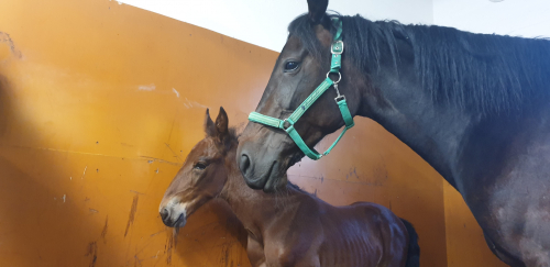 Oops Trot har fått en son