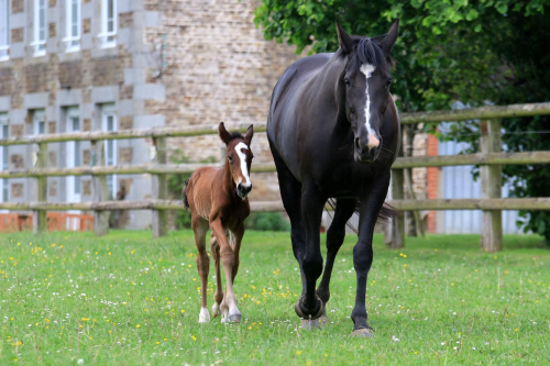 Storstjärna har blivit mor