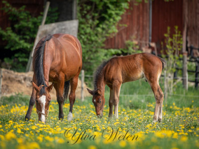 Rekordhållare pensioneras