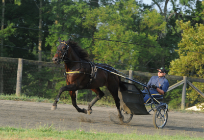 Guide till Hambo-dagen