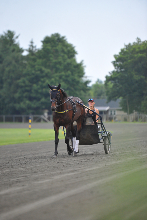 Greenshoe till avel nästa år