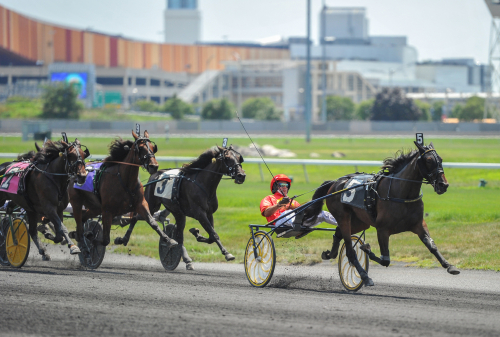 Hypnotic Am till avel