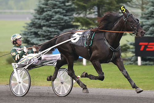 Canepa Hanover-son dyrast