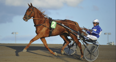 Toppsto dog under träning