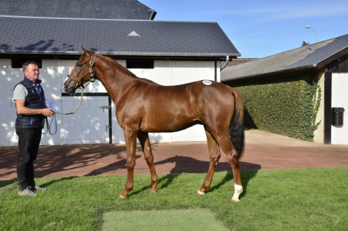 Ettåring såldes för 175.000 euro