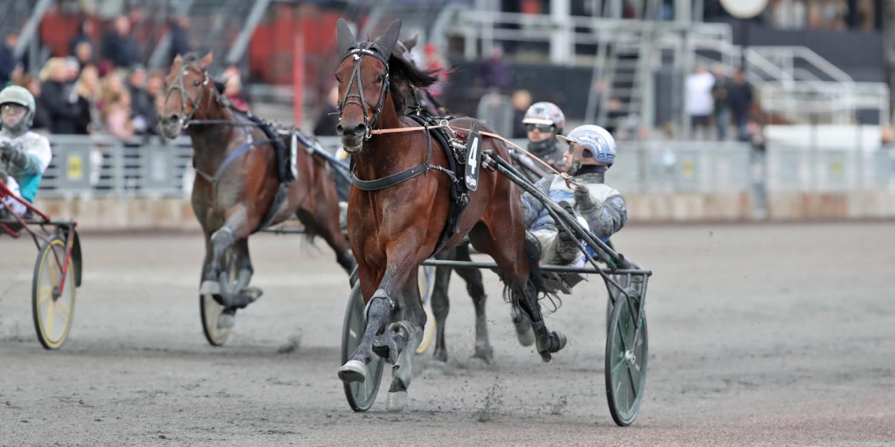 Inti Boko levererade i BC-semifinalen, men det är bland de fyraåriga hingstar och valacker det skrällt oftast när det vankats BC-finaler. Foto Mia Törnberg