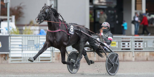 Kolgjini sålde för 2,3 miljoner
