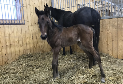 Walner-föl undan 1.10-travare