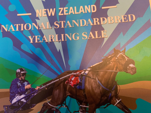 Muscle Hill-son dyrast på NZB