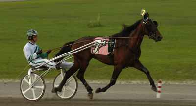 Utflyttad avelshingst i topp