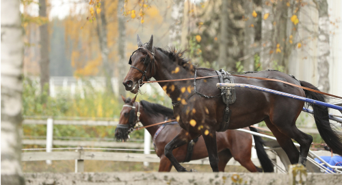 V75-tips: 2 starka hemmaspikar