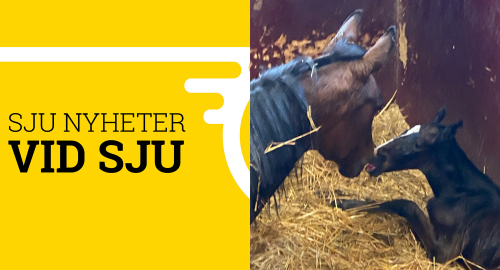 Rivierans guldgossar klär i gult?