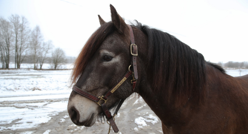 Säsongsavslutning med fina fyraåringar