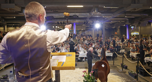 Ingen Elitauktion i maj