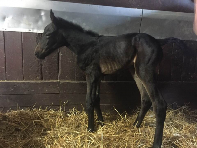 Amma sökes till föl