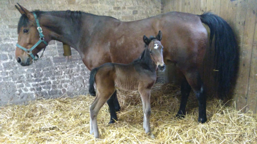 Ecurie D. har fått en lillebror