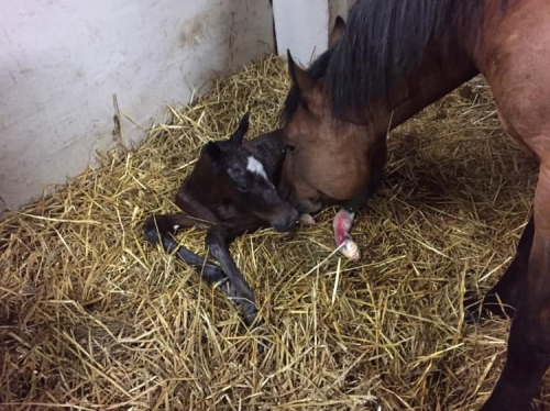 Dragster har fått en lillebror