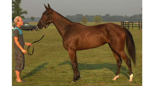 Kolgjini väljer franskt till Hambletonian Oaks-tvåa
