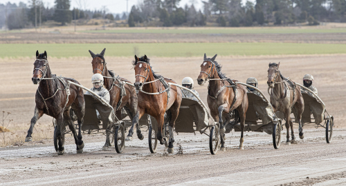 Ökning av hästar i träning