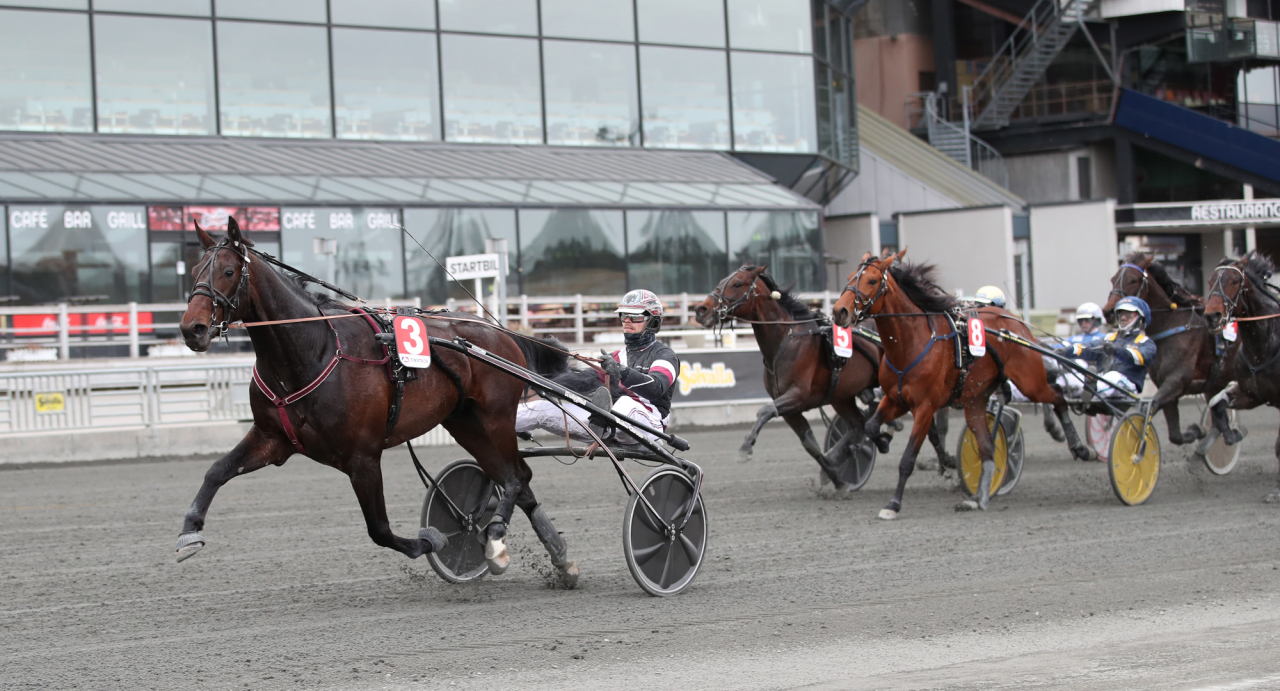Ultion Face svarade flr en bra årsdebut när han vann Margaretas Tidiga Unghäserie. Foto: Mathias Hedlund/Sulkysport