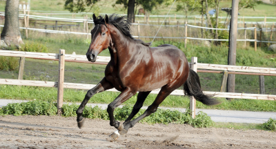 Djuse: ”Jag letar tidiga hästar”