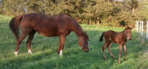 Needles’n Pins-dotter mamma