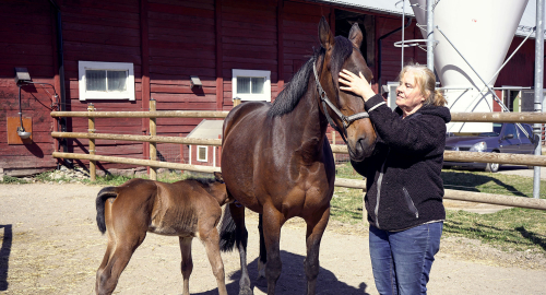 Toppdebut, hästmys, vinnare i sju decennier