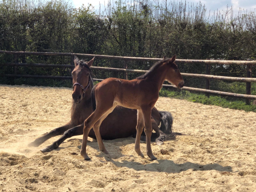 Stochampionatstvåa har blivit mamma