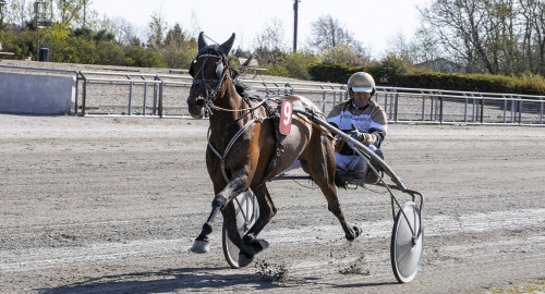 Världsrekord av svenskt sto