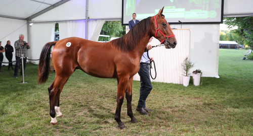 Dyring i debutvinst