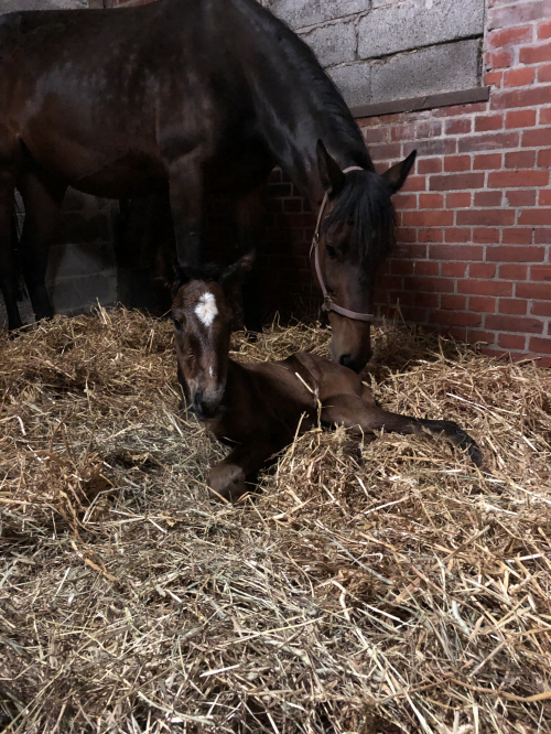 Unghäststjärna har blivit mor