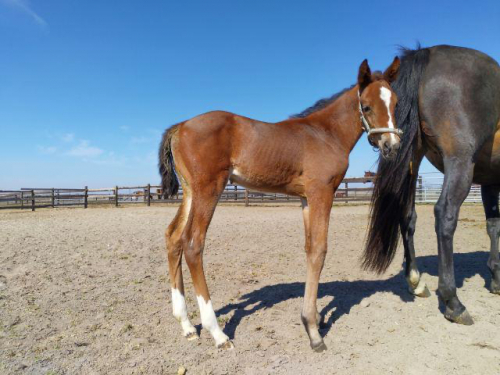 Fransk säljtopp har blivit mor