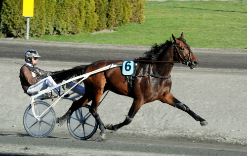 Inför V75: Elitloppshäst gör entré