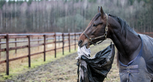 Bästa hästarna – bakom Järvsöfaks