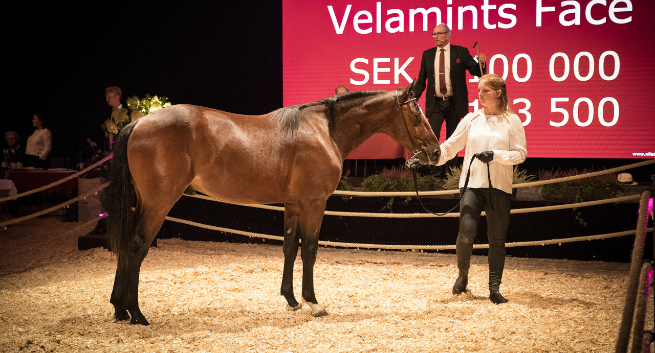 Velamints Face var den dyraste ettåringen som såldes på auktion i Sverige 2018. Vi har kollat hästens status inför treåringssäsongen. Foto Mia Törnberg/Sulkysport
