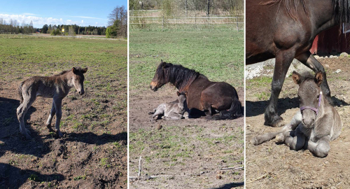 Kriterievinnaren fick en lillasyster