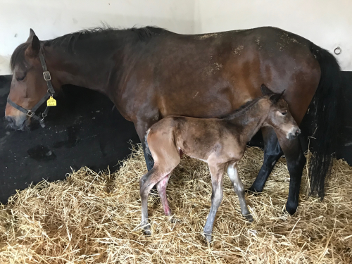 Nya föl i Sverige och Frankrike