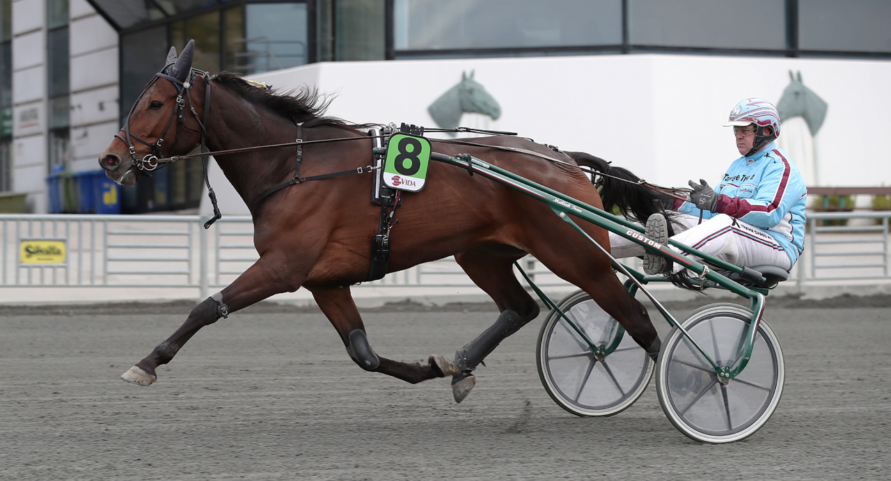 Reverend Wine med tränaren Diederik Meilink. Foto Mathias Hedlund/Sulkysport