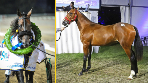 Tävlingsdebut för auktionsdyring