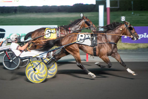 Topplopp av Gimpanzee