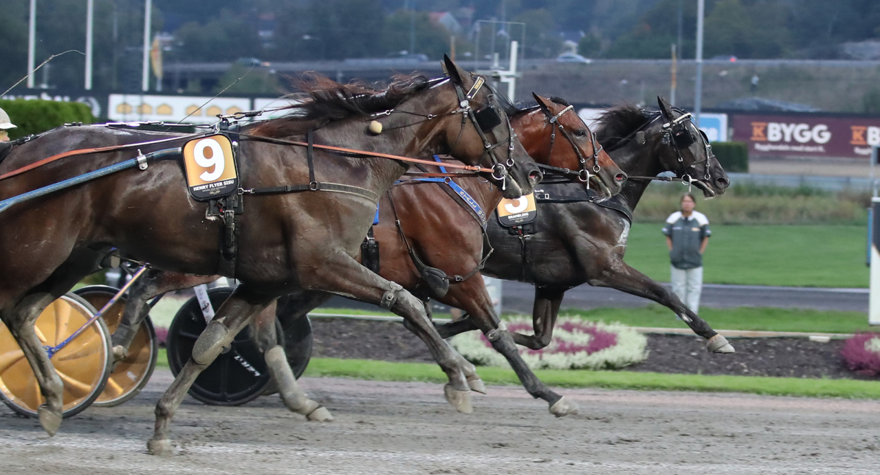 Brambling och Örjan Kihlström. Foto Mathias Hedlund/Sulkysport