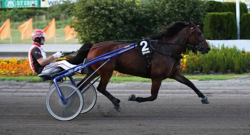 Hinner Sveriges bästa sto fram igen?