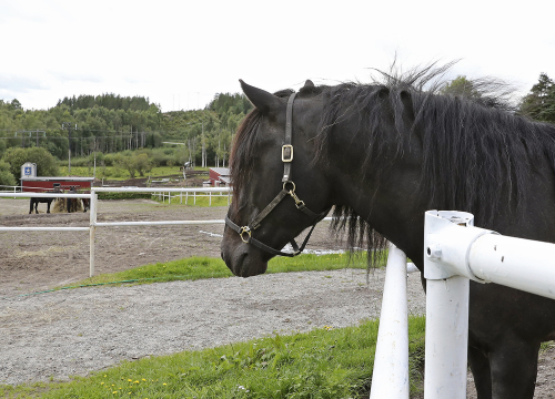Minnet efter Järvsöfaks
