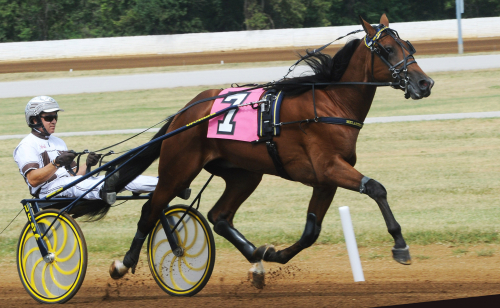 Unghäststjärna i kval